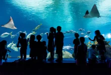 odysea aquarium