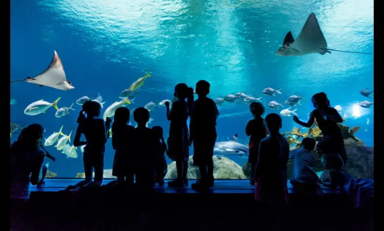 odysea aquarium