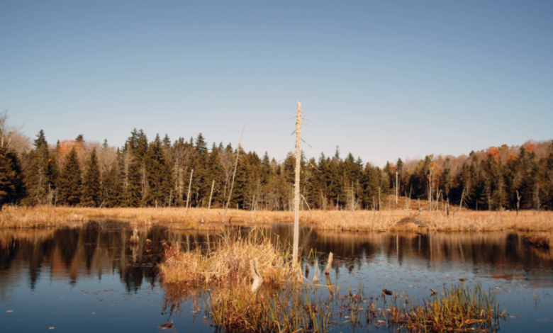 Stick Season Lyrics: A Deep Dive into Noah Kahan's Autumnal Masterpiece stick season